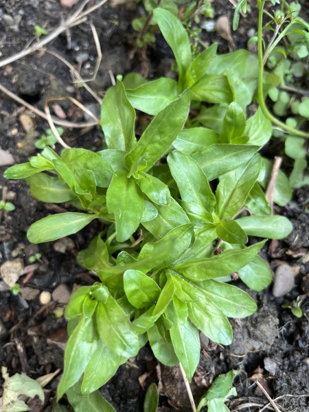 Plant ID please
