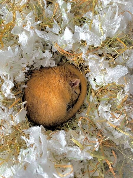 The Bluestocking: To the moon and back gerbil style.