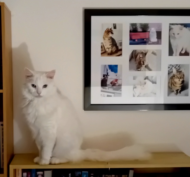 New bf cat sit down- would this annoy you?