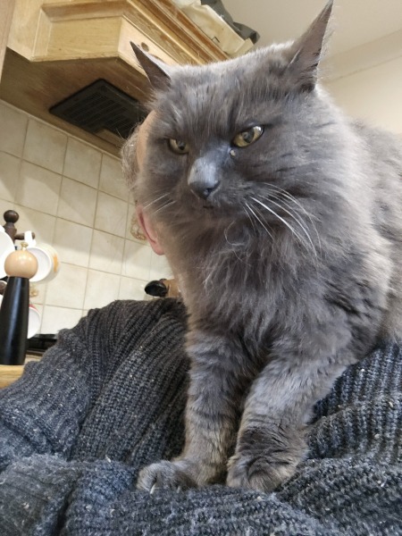 Carry On Catting - the Excellent Cats do what they do best