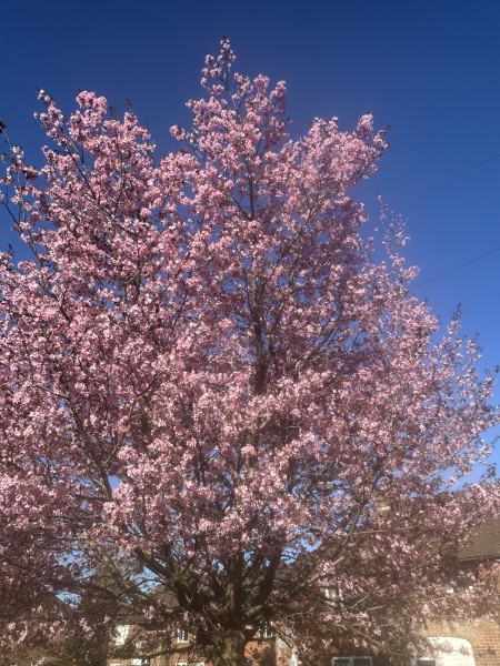Woolly Hugs. A blanket for lovely wafflenose who has tragically lost her daughter. Can you help us please?