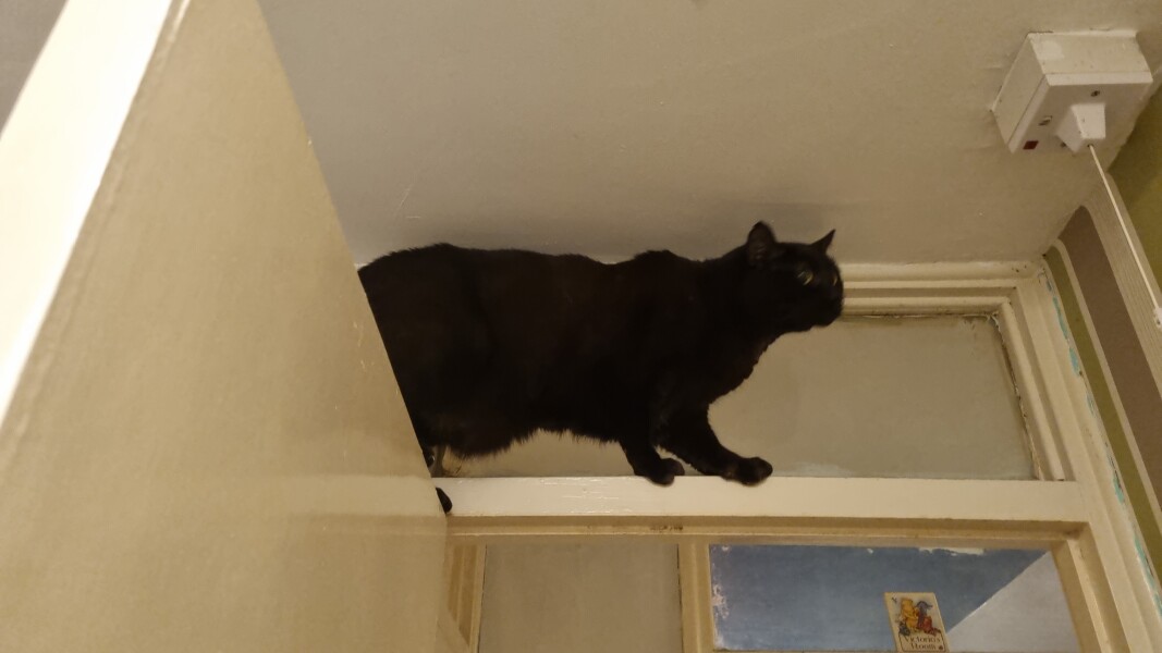 Carry On Catting - the Excellent Cats do what they do best