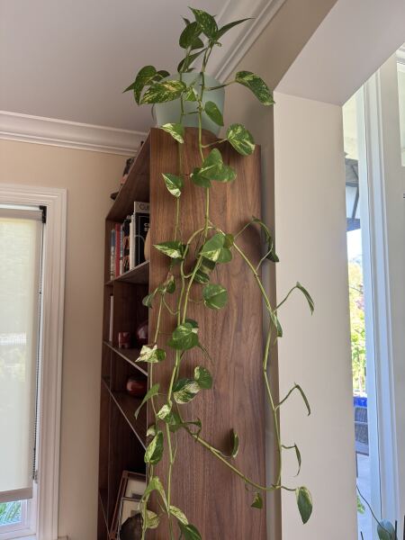 What’s your oldest houseplant?