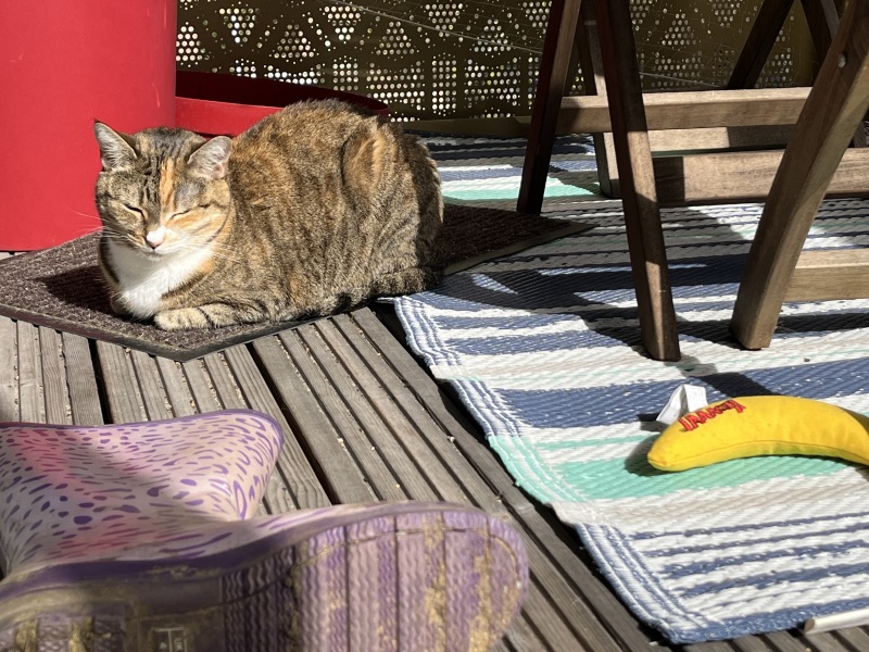 Carry On Catting - the Excellent Cats do what they do best