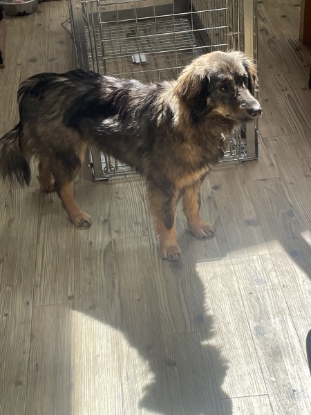 Has anyone had a good experience with a rescue dog?