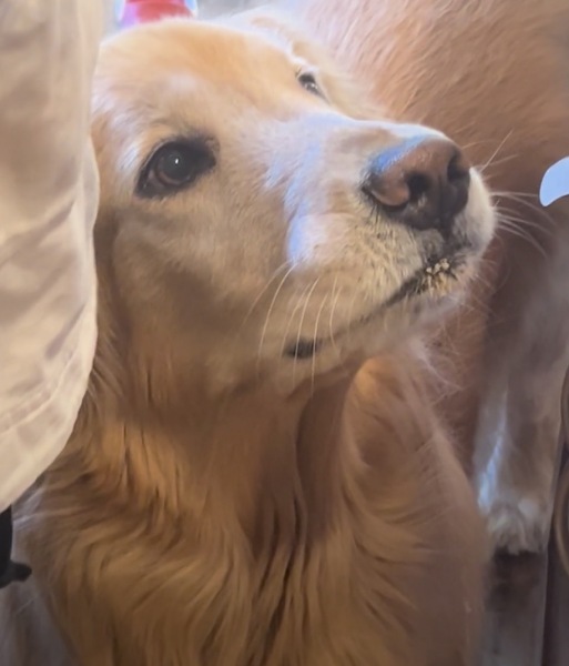 Retained puppy teeth