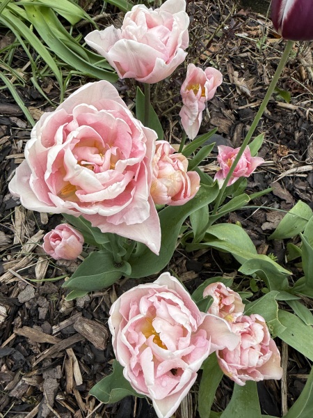 Tulip bulbs - plant BEFORE or AFTER the first frost?