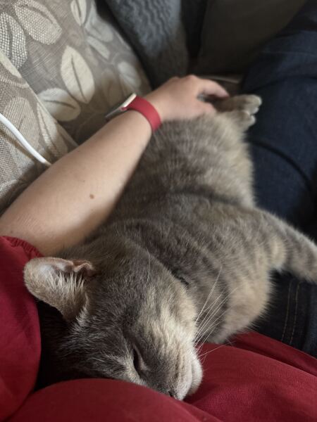Having to watch the repair shop as cat on knee. Send help!