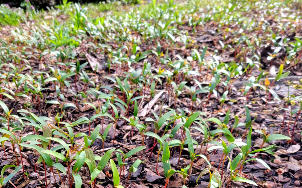 What have you done in the garden today? Part 8