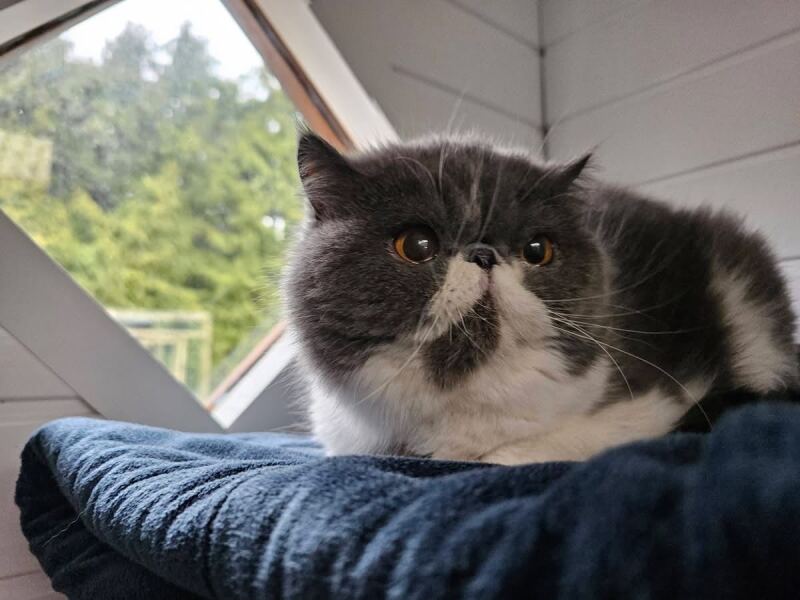 Pampered, Persian, Princess Penelope