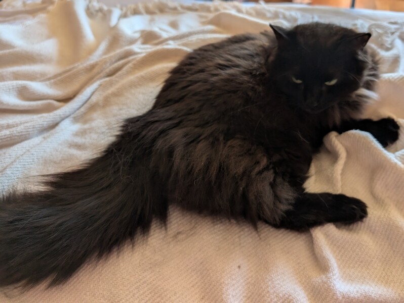 Carry On Catting - the Excellent Cats do what they do best