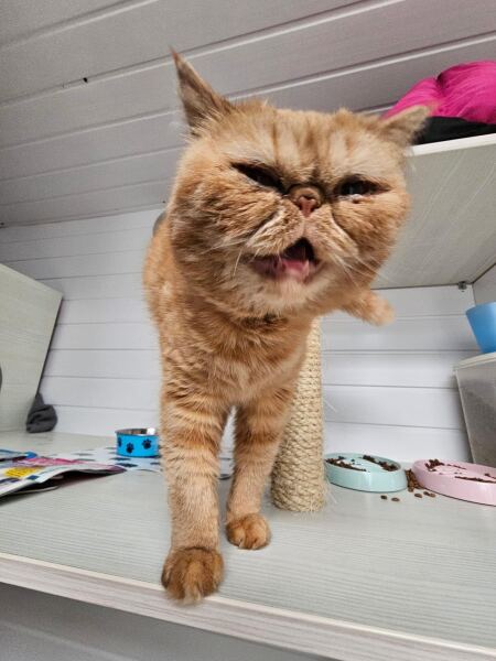 Can’t believe it’s two years since Cheddar died.