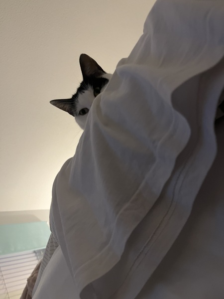 What has your cat done to annoy you today?