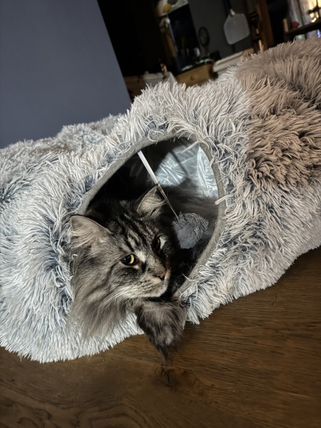 Saying goodbye to my nine year old cat with kidney cancer today