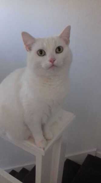 Carry On Catting - the Excellent Cats do what they do best