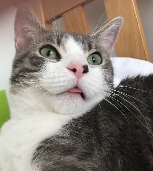 How to tell where cat has weed in wood pellet litter?