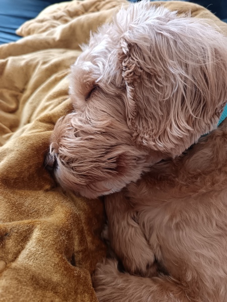 Some probably silly questions from a newbie dog owner.