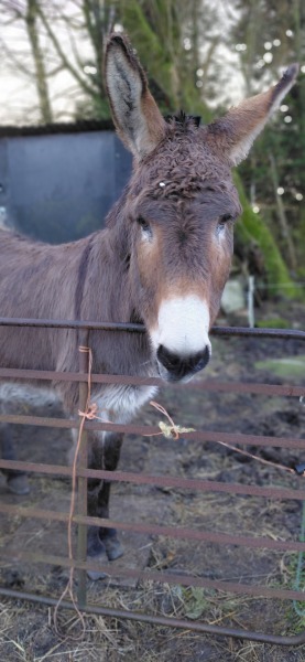Does Anyone Own A Donkey?
