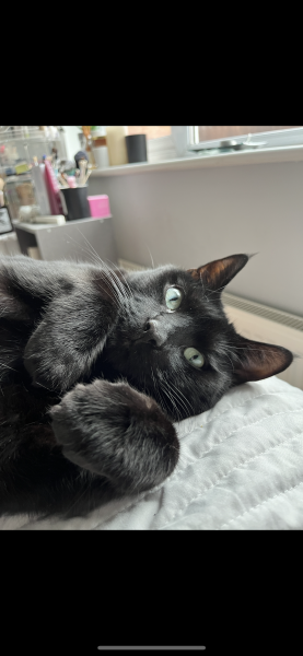 Is fresh cat food really better, or is Felix perfectly fine?