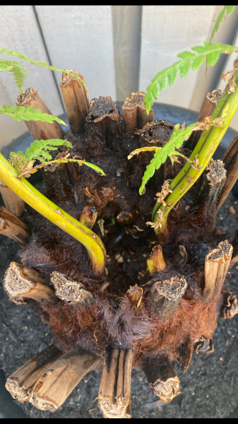 Dicksonia Antartica - does this look ok?