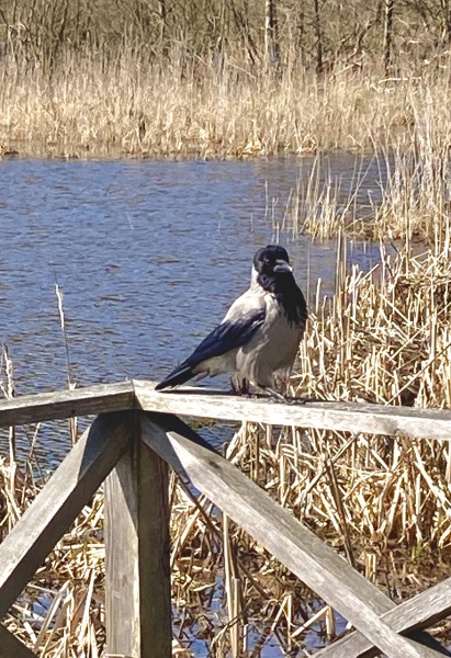 MAFSAUS #16 No Spoilers!!! Bring your bird photos and paintings as the onscreen drama is losing its’ appeal…