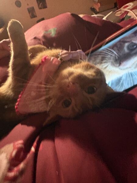 Name suggestions for an orange kitten