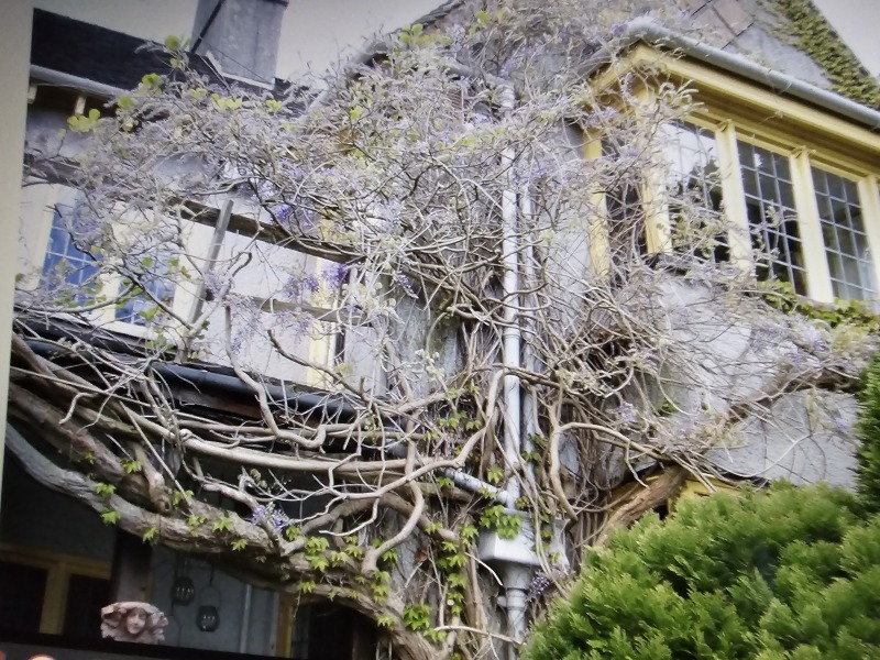 How's your wisteria doing? Or what are you proud of in the garden today?