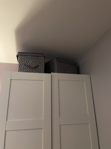 Cats’ brains - so weird