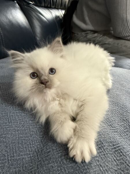 Help me name my kitten please!
