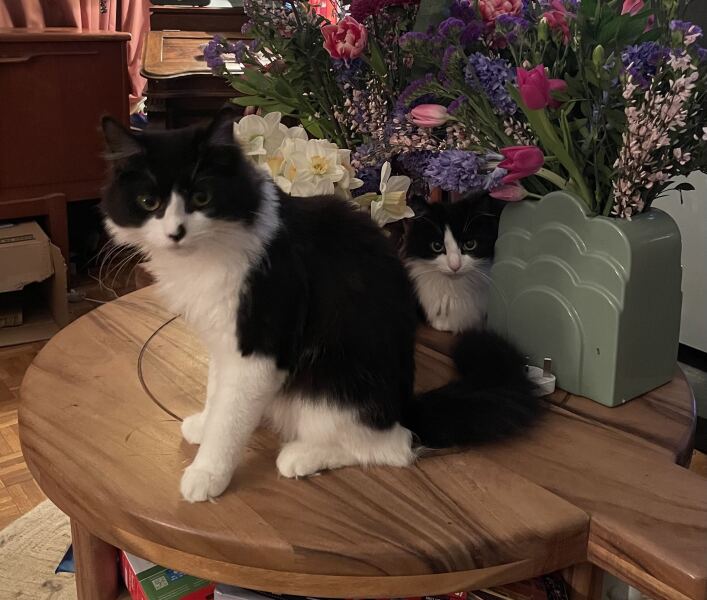 Carry On Catting - the Excellent Cats do what they do best