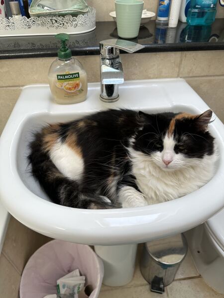 New bf cat sit down- would this annoy you?
