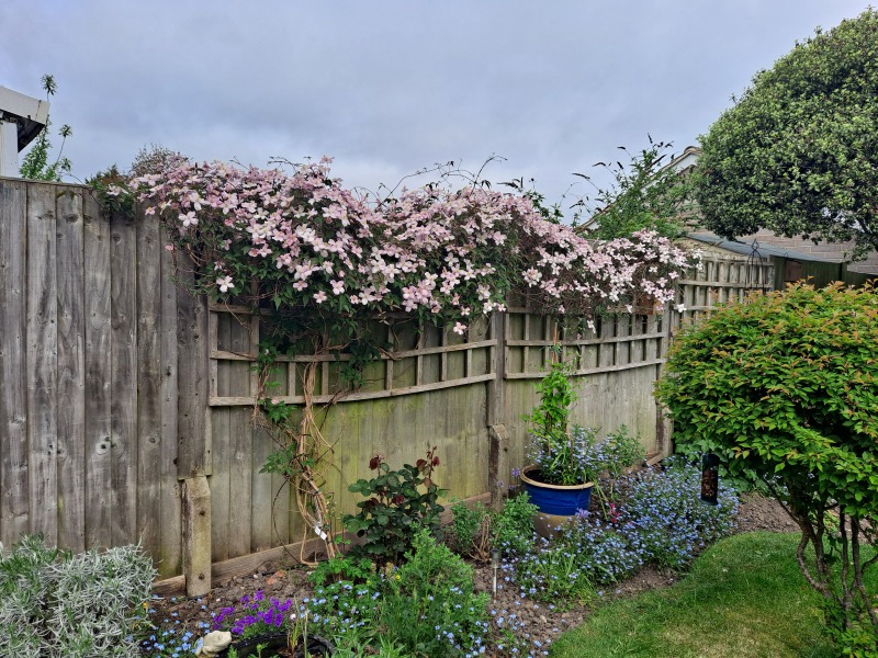 What have you got blooming right now?