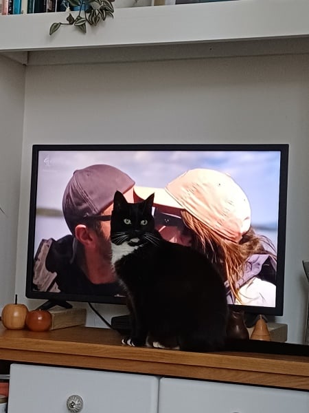 MAFSAUS #16 No Spoilers!!! Bring your bird photos and paintings as the onscreen drama is losing its’ appeal…