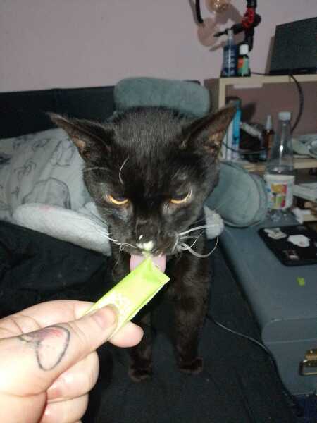 Carry On Catting - the Excellent Cats do what they do best