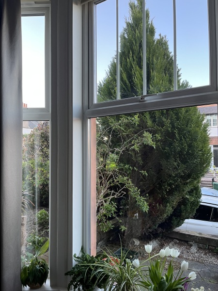 Should we reduce our front garden conifer or remove it entirely?