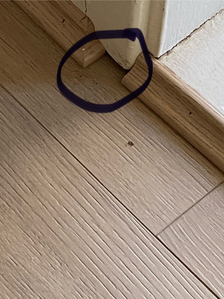 AIBU about these tradesmen
