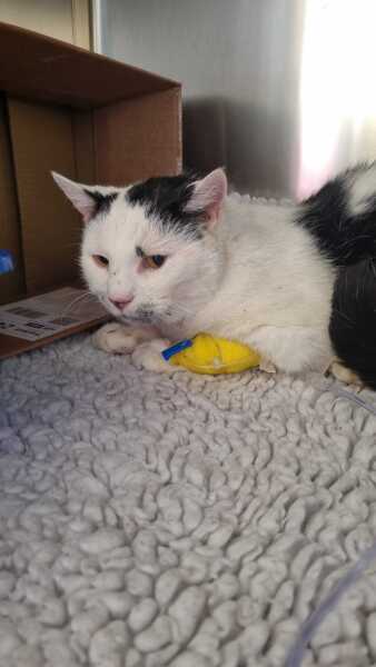 MAFSAUS #16 No Spoilers!!! Bring your bird photos and paintings as the onscreen drama is losing its’ appeal…