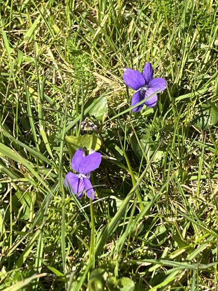 What have you done in the garden today? Part 8