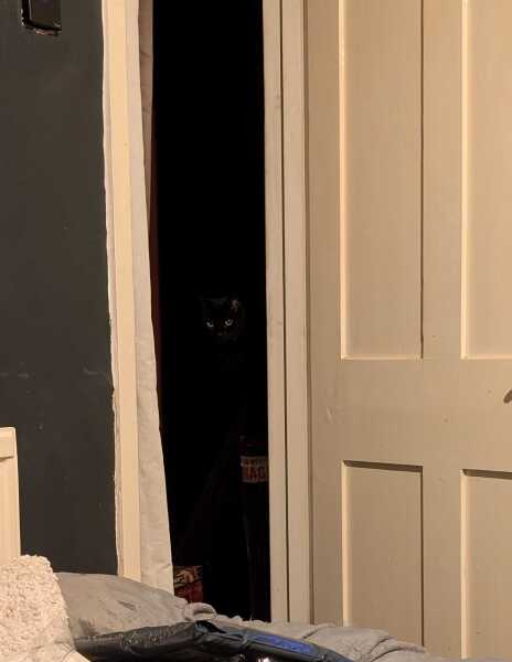 Get A Compass! The Excellent Cats embrace a new rallying cry