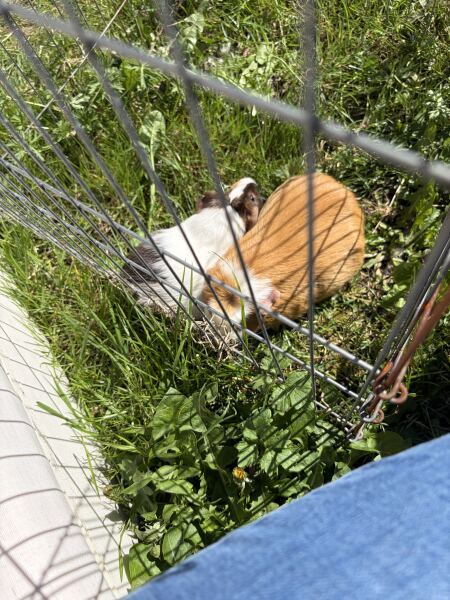 Who would like to meet our newest family member?