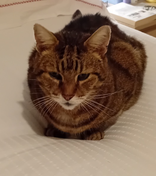 Carry On Catting - the Excellent Cats do what they do best