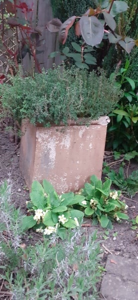 Looking for plants that will keep on flowering