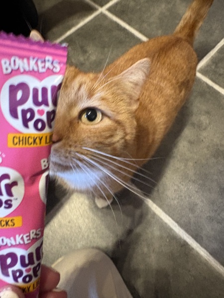 No More Dreamies For My Cat