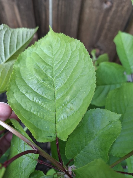 Can anyone identify this plant from my garden?