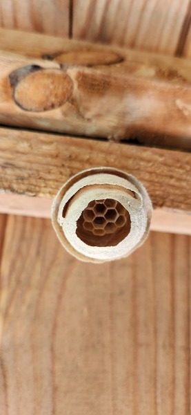 How can I encourage a nest building wasp to move on?