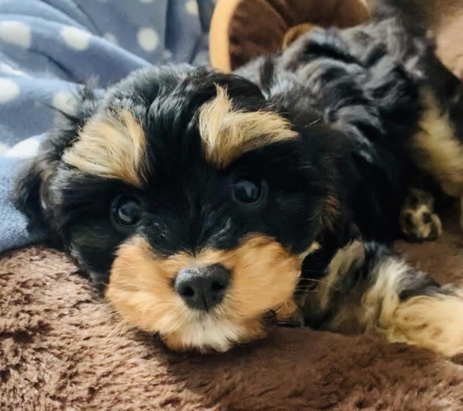 Some probably silly questions from a newbie dog owner.