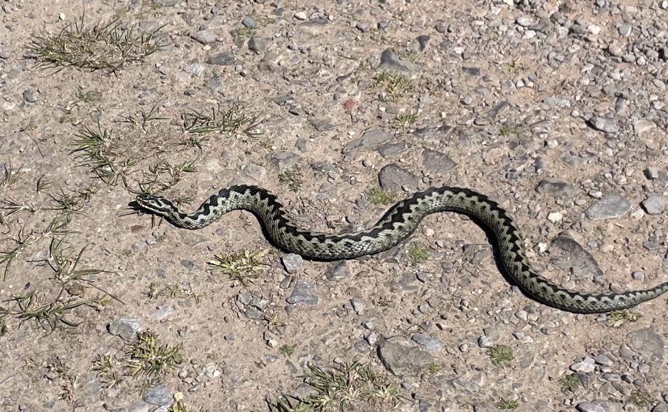 Saw a really large adder