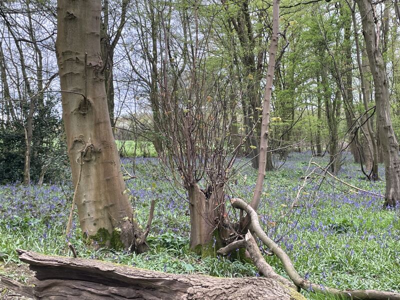 Year round Nigel Slater discussion thread - Part 3