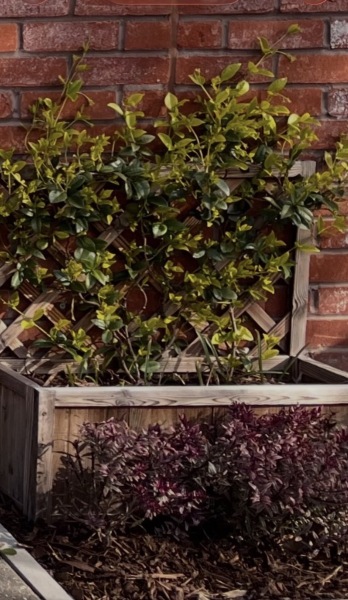 Ideas for bedding flowers in a sunny planter with jasmine and hebe