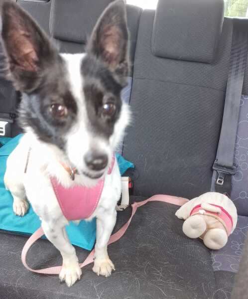 AIBU to apologise after DH barked at the neighbour's dog?